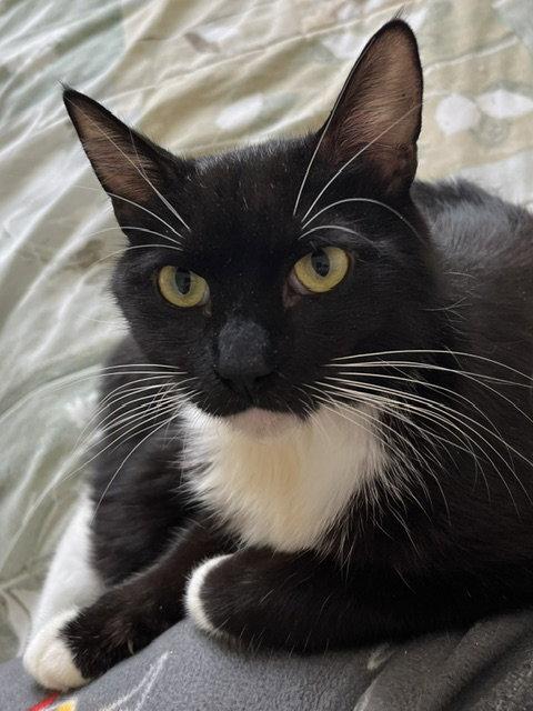 Enlarge Chiara, a Adoptable Domestic Short Hair in Antioch, CA image 1/1