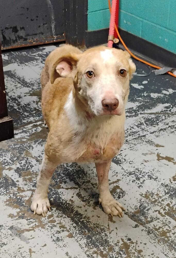 Cisco #155, Adoptable, Adult Male Hound & Pit Bull Terrier.