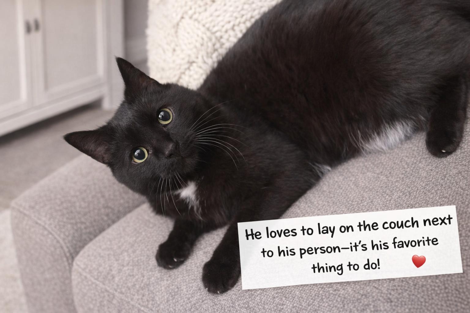 Rocky, a ADOPTABLE mixed breed in Medina, OH image 3/4