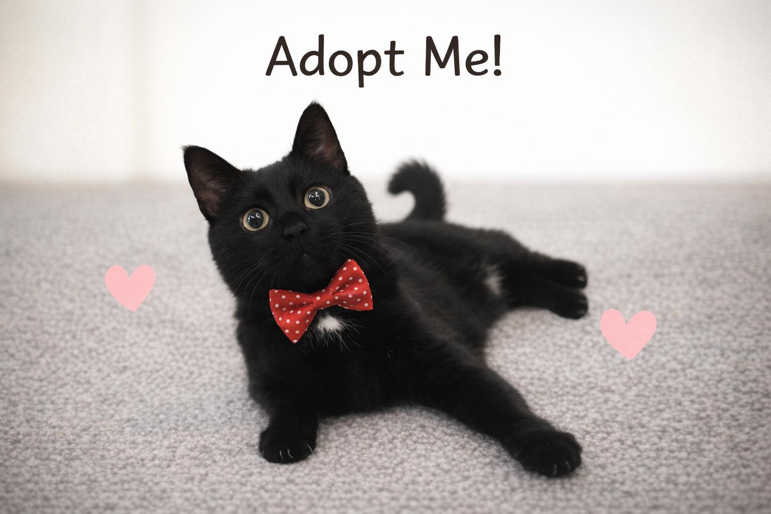 Rocky, a ADOPTABLE mixed breed in Medina, OH image 1/4