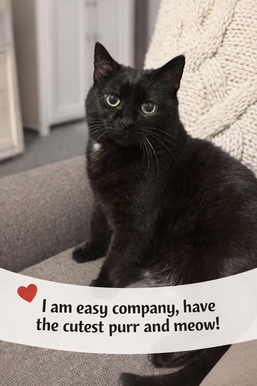 Rocky, a ADOPTABLE mixed breed in Medina, OH image 2/4