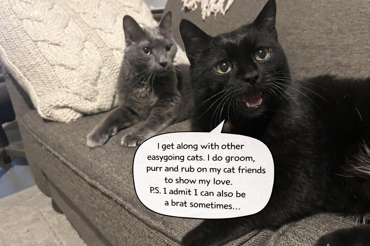 Rocky, a ADOPTABLE mixed breed in Medina, OH image 4/4