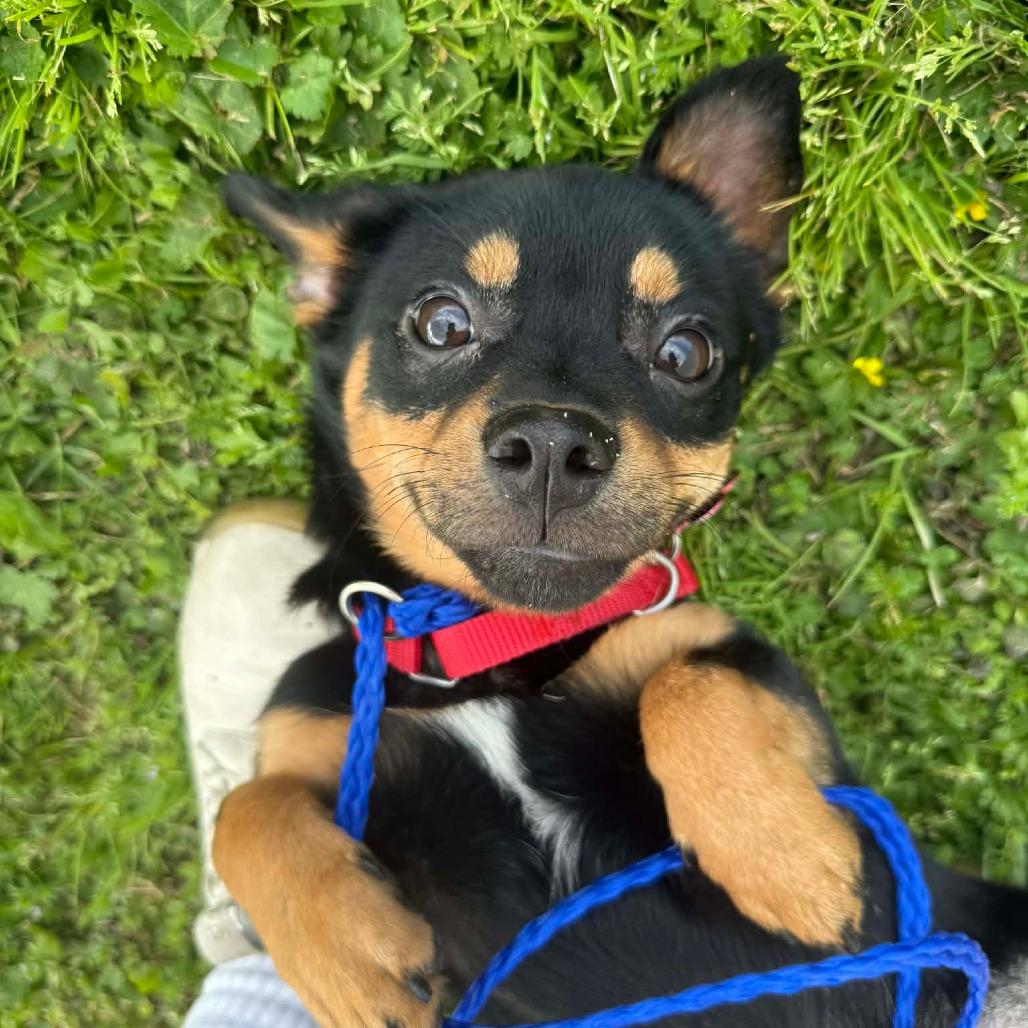 Brody, a Adoptable mixed breed in Katy, TX image 1/5