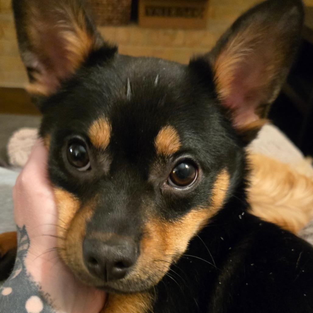 Brody, a Adoptable mixed breed in Katy, TX image 2/5