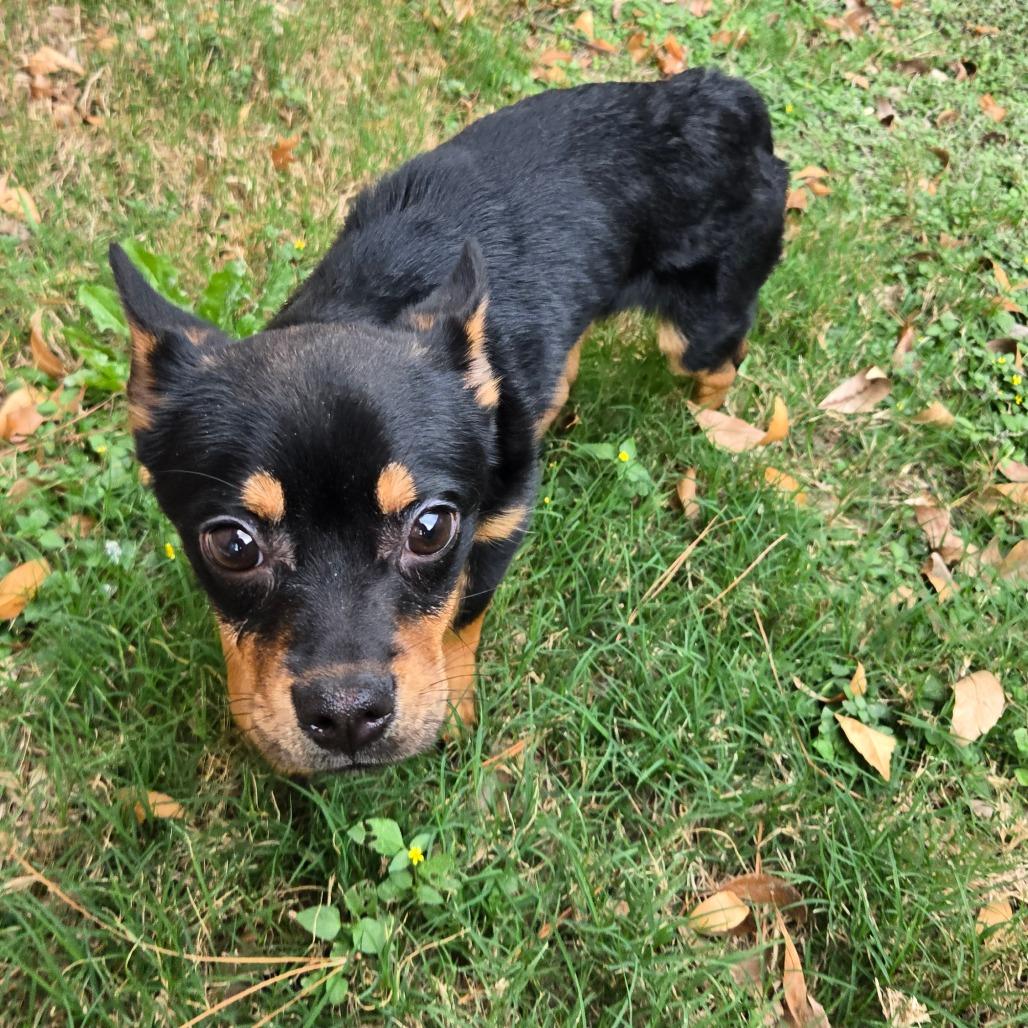 Brody, a Adoptable mixed breed in Katy, TX image 3/5