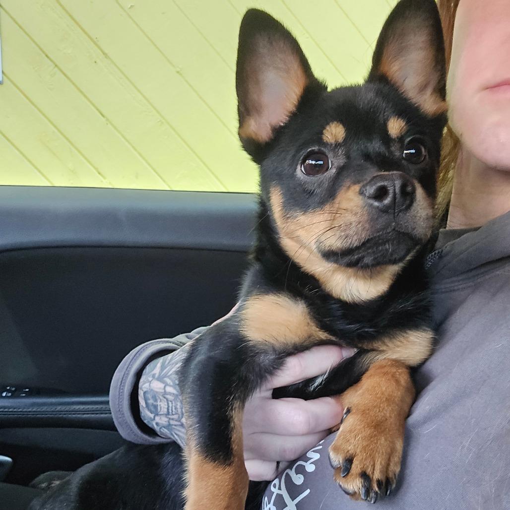 Brody, a Adoptable mixed breed in Katy, TX image 4/5