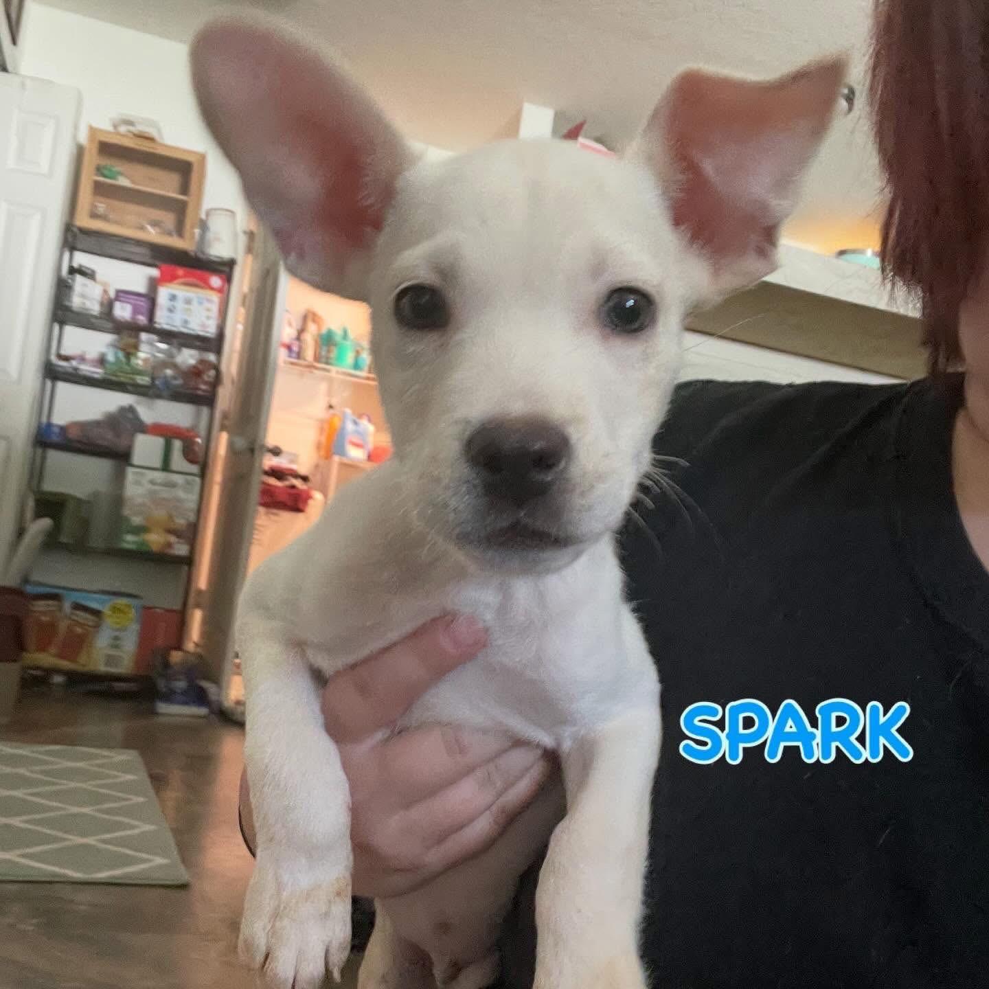Spark, Adoptable, Puppy Male Carolina Dog.