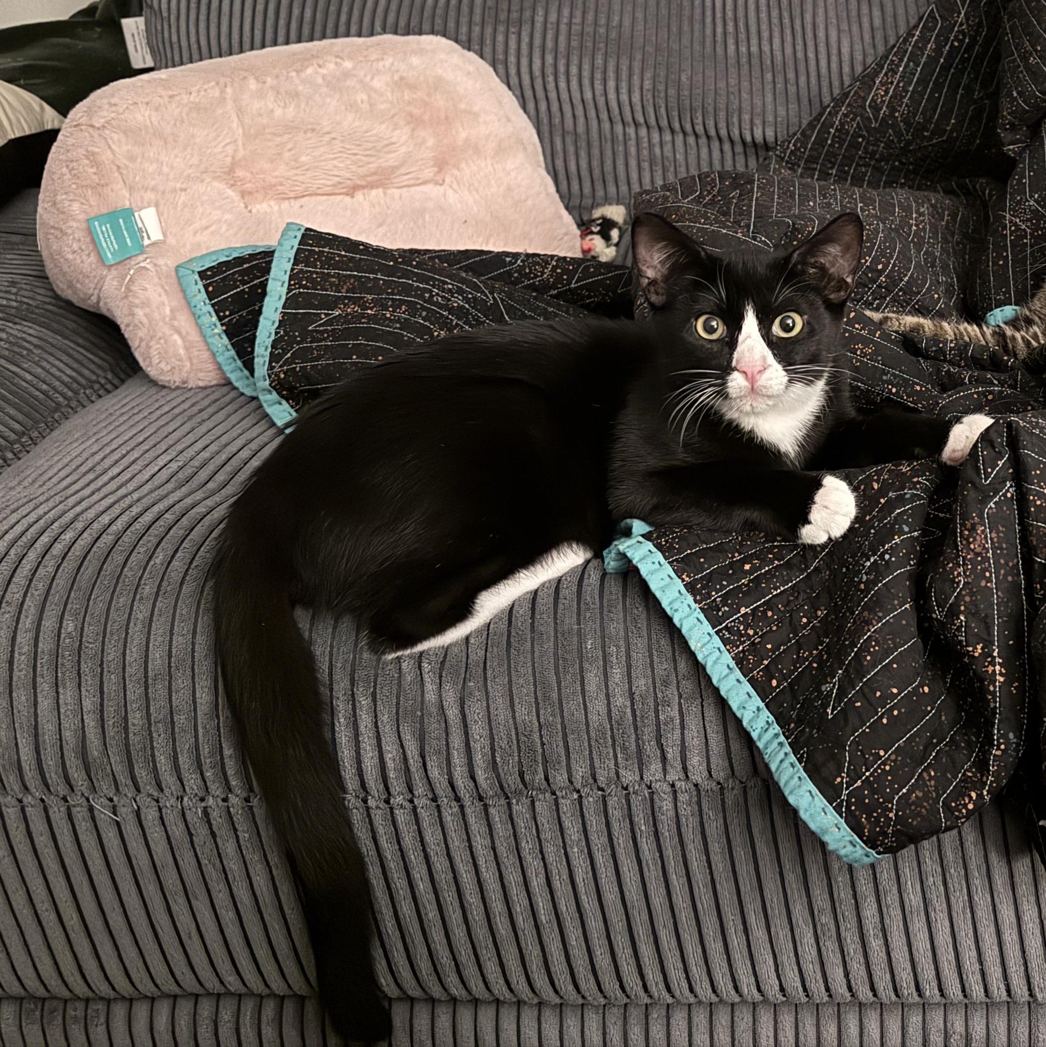 Fred, Adoptable, Young Male Domestic Short Hair & Tuxedo.