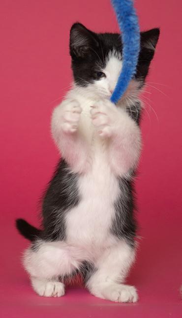 Raven, a ADOPTABLE Domestic Short Hair in Chicago, IL image 5/6