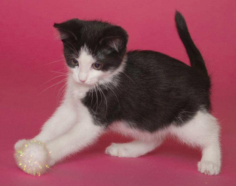 Raven, a ADOPTABLE Domestic Short Hair in Chicago, IL image 3/6