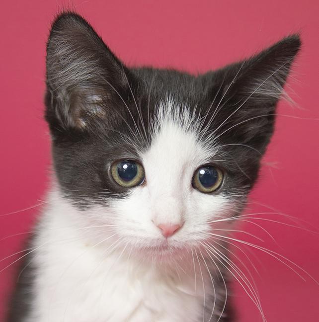 Raven, a ADOPTABLE Domestic Short Hair in Chicago, IL image 1/6