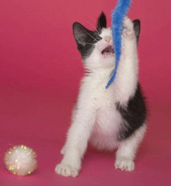 Raven, a ADOPTABLE Domestic Short Hair in Chicago, IL image 4/6