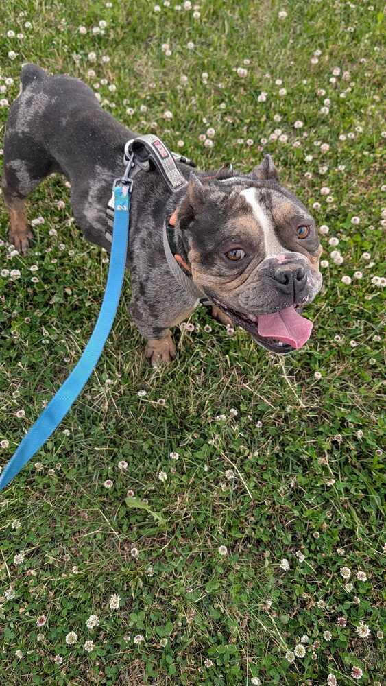 Enlarge Tommy Shelby, a Adoptable American Bulldog in Silver Spring, MD image 1/6