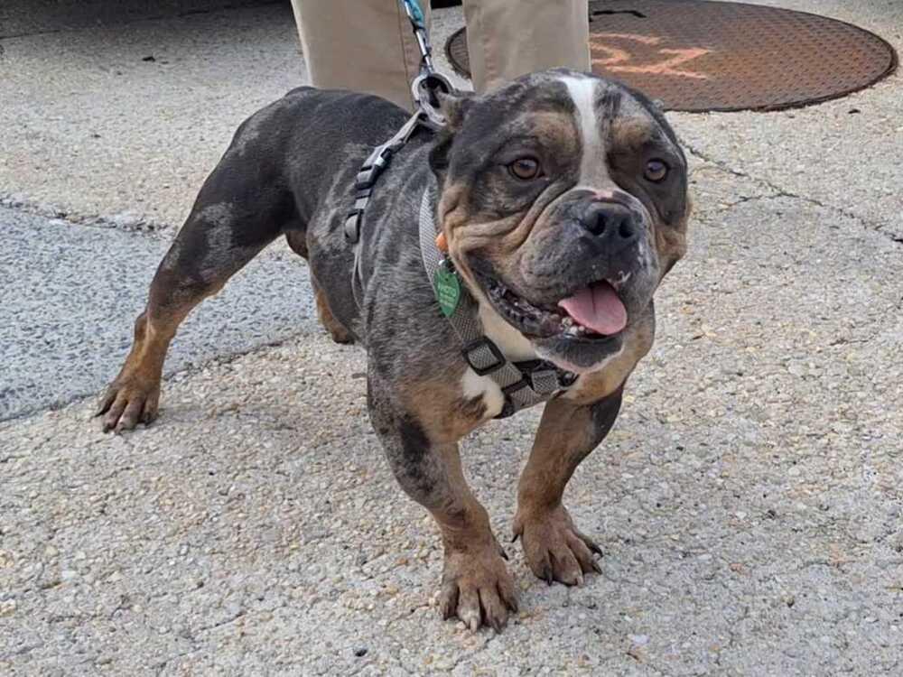 Enlarge Tommy Shelby, a Adoptable American Bulldog in Silver Spring, MD image 2/6