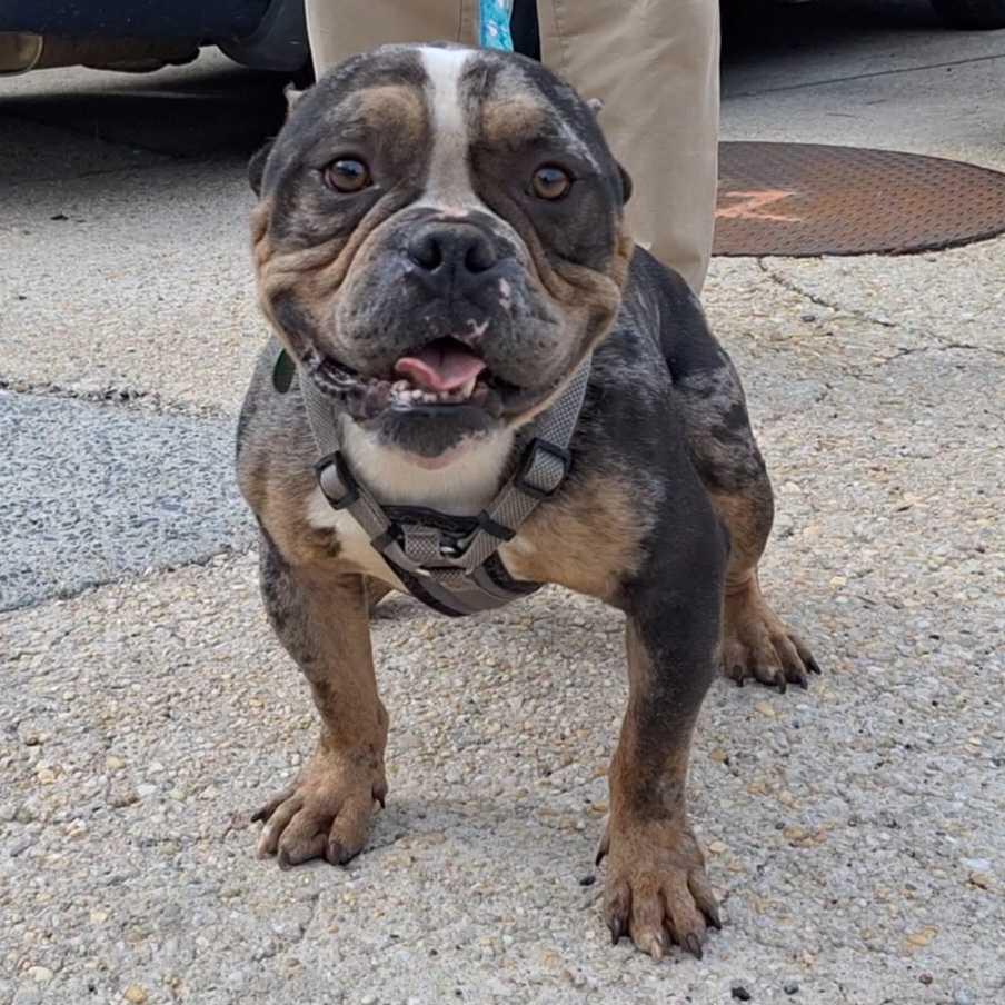 Enlarge Tommy Shelby, a Adoptable American Bulldog in Silver Spring, MD image 6/6