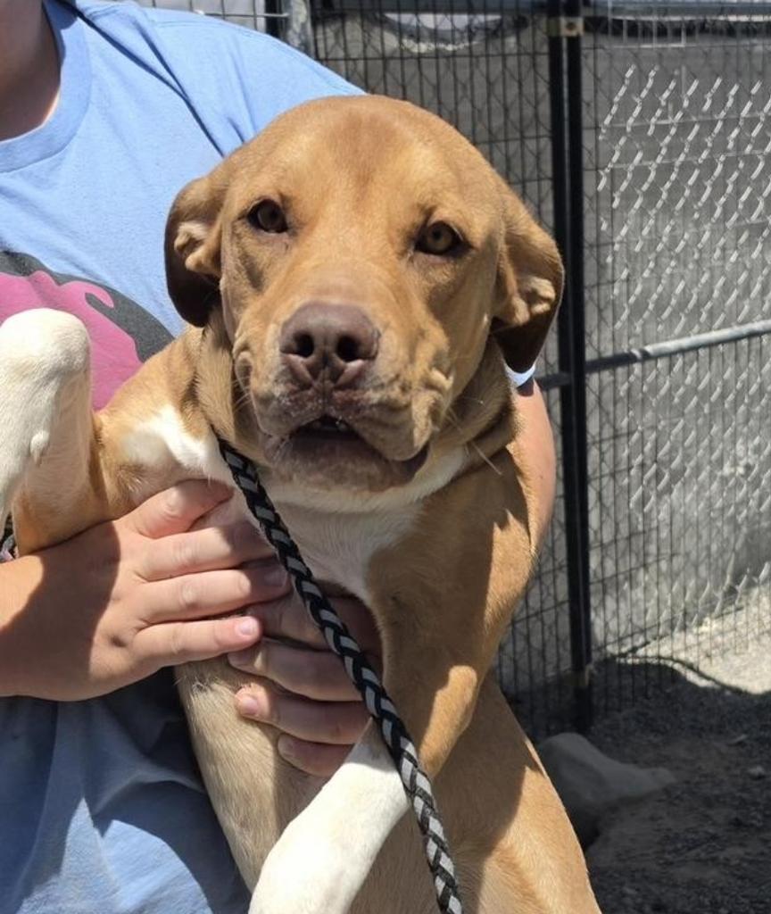 Enlarge Anika, a Adoptable mixed breed in Pahrump, NV image 1/3
