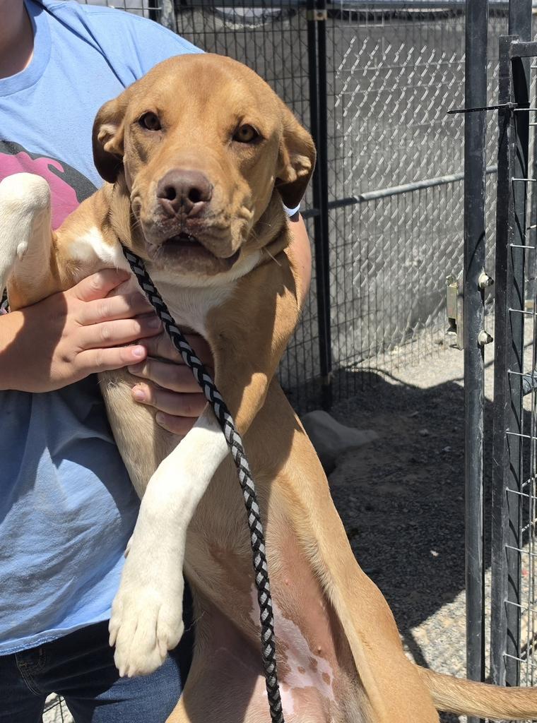Enlarge Anika, a Adoptable mixed breed in Pahrump, NV image 2/3