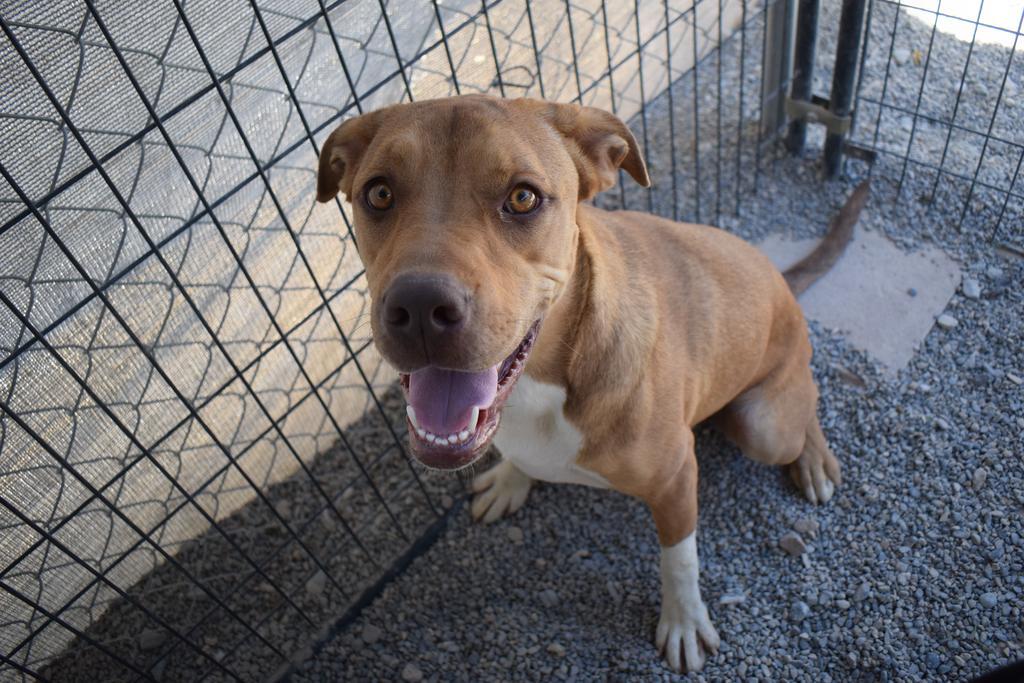 Enlarge Anika, a Adoptable mixed breed in Pahrump, NV image 3/3