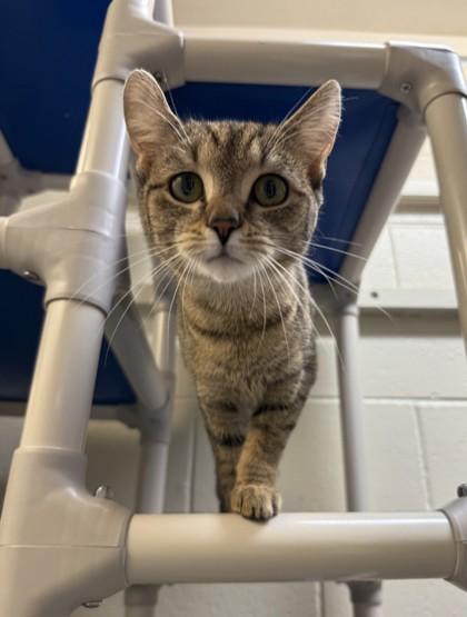 Enlarge Misty Rose, a Adoptable Domestic Short Hair in Lafayette, IN image 1/1