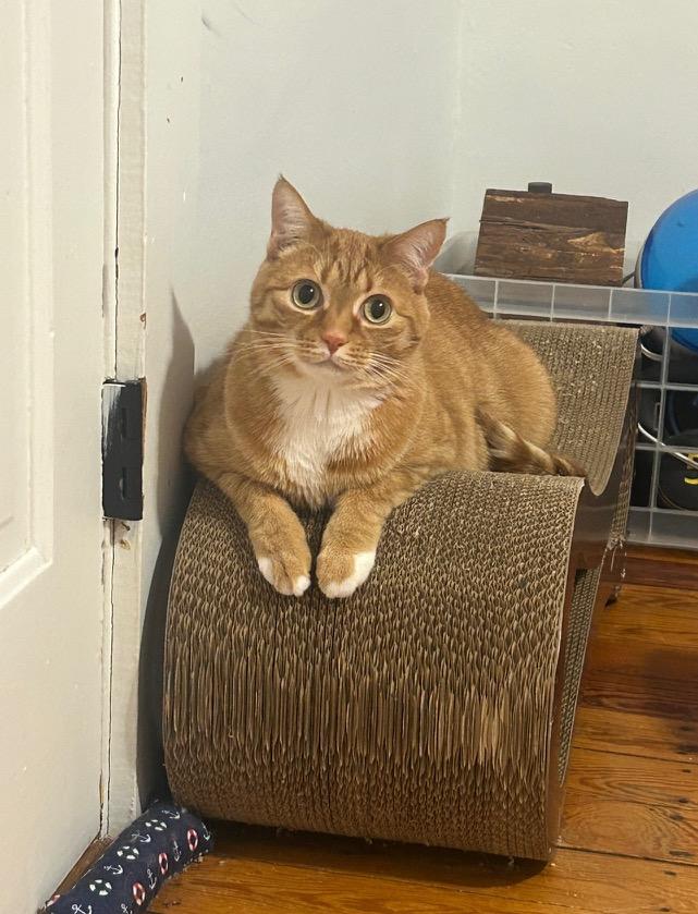 Mo, ADOPTABLE, Adult Male Domestic Short Hair.