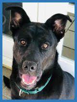 Hank, Adoptable, Young Male Black Labrador Retriever & German Shepherd Dog.