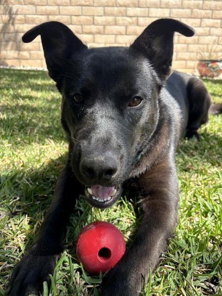 Enlarge Hank, a Adoptable mixed breed in Irvine, CA image 2/3