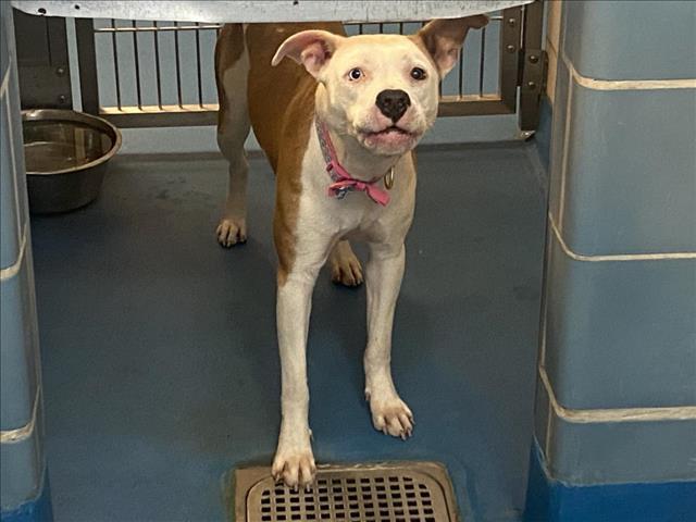 ANGEL, Adoptable, Adult Female Mixed Breed.