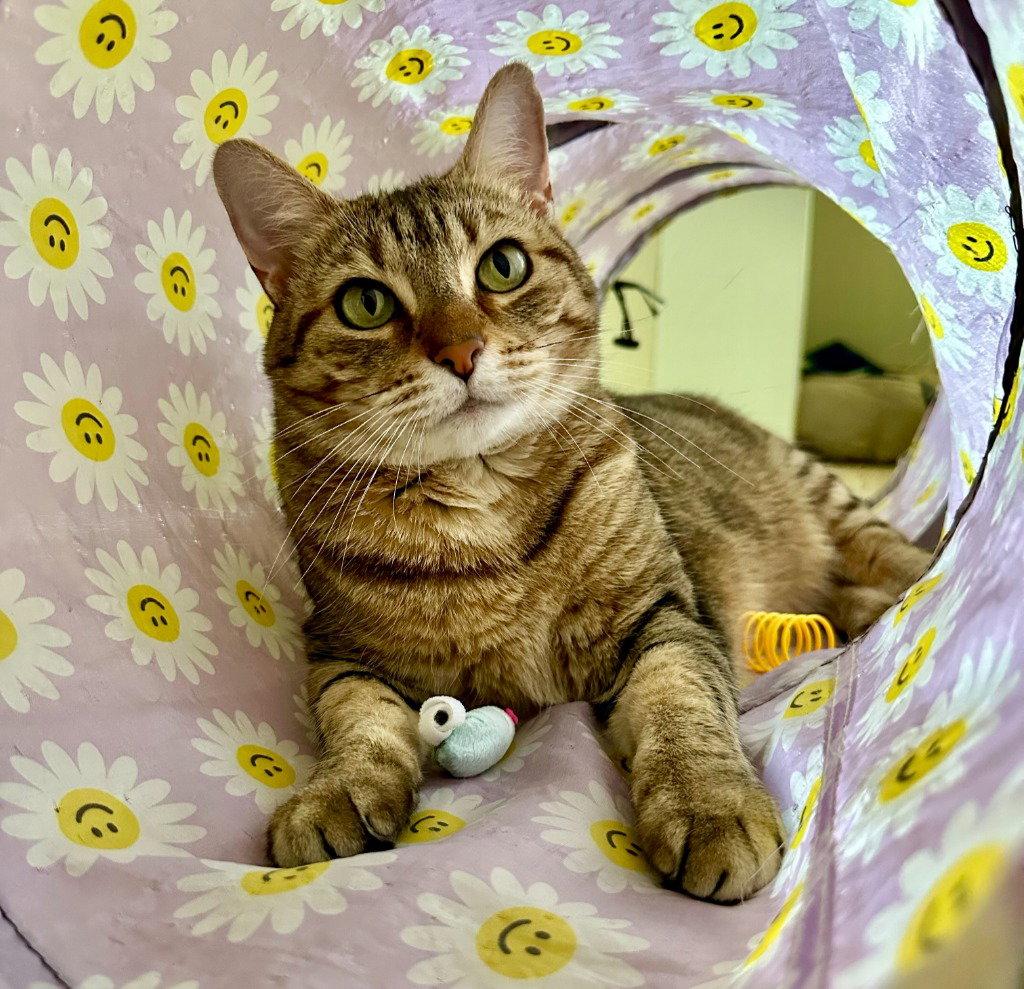 Cleo, Adoptable, Young Female Tabby & Domestic Short Hair.