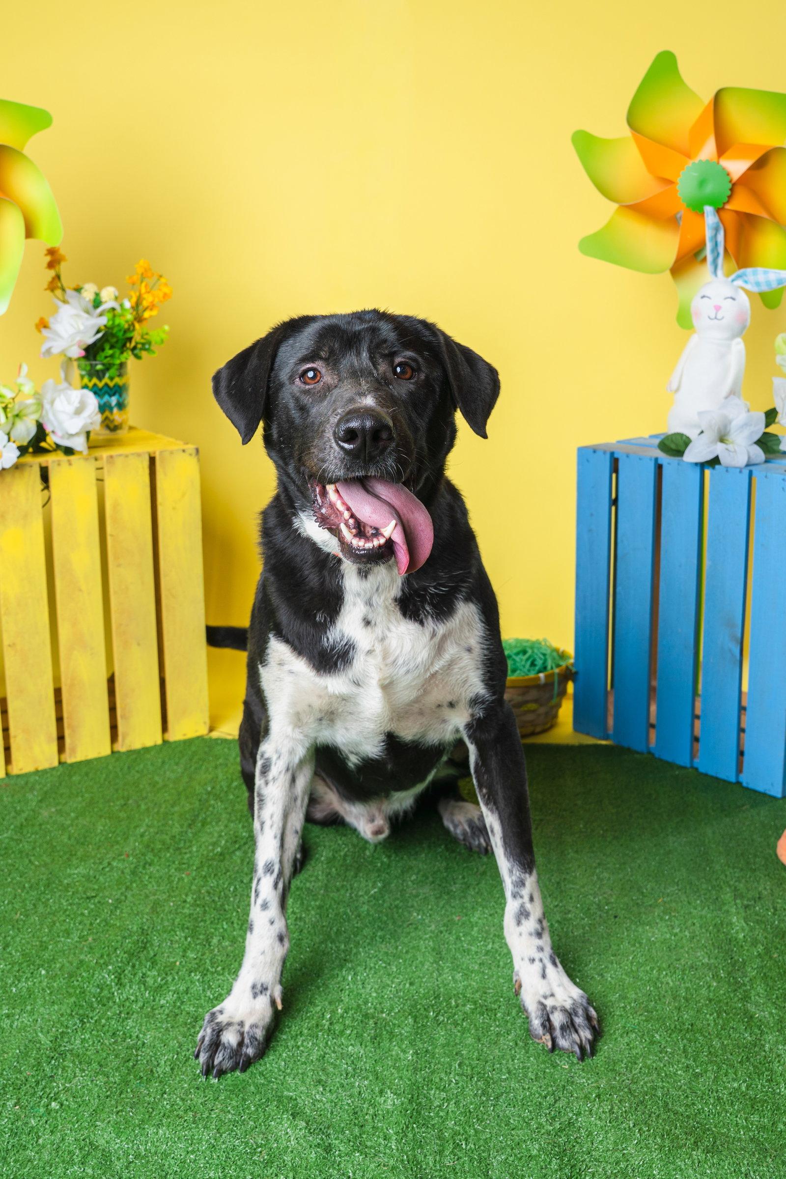 Biggie, Adoptable, Young Male Black Labrador Retriever & Australian Cattle Dog / Blue Heeler.