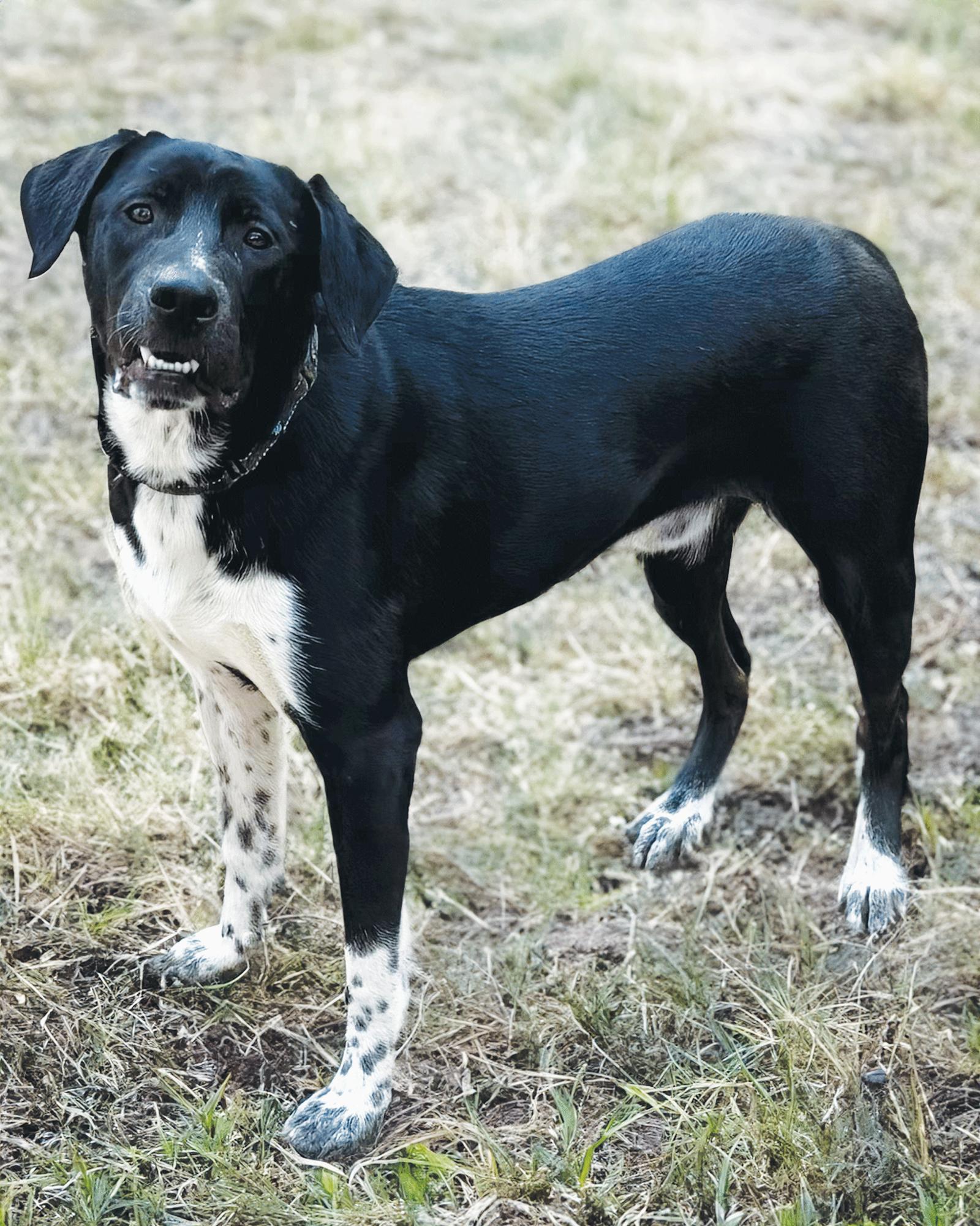 Biggie, Adoptable, Young Male Black Labrador Retriever & Australian Cattle Dog / Blue Heeler.