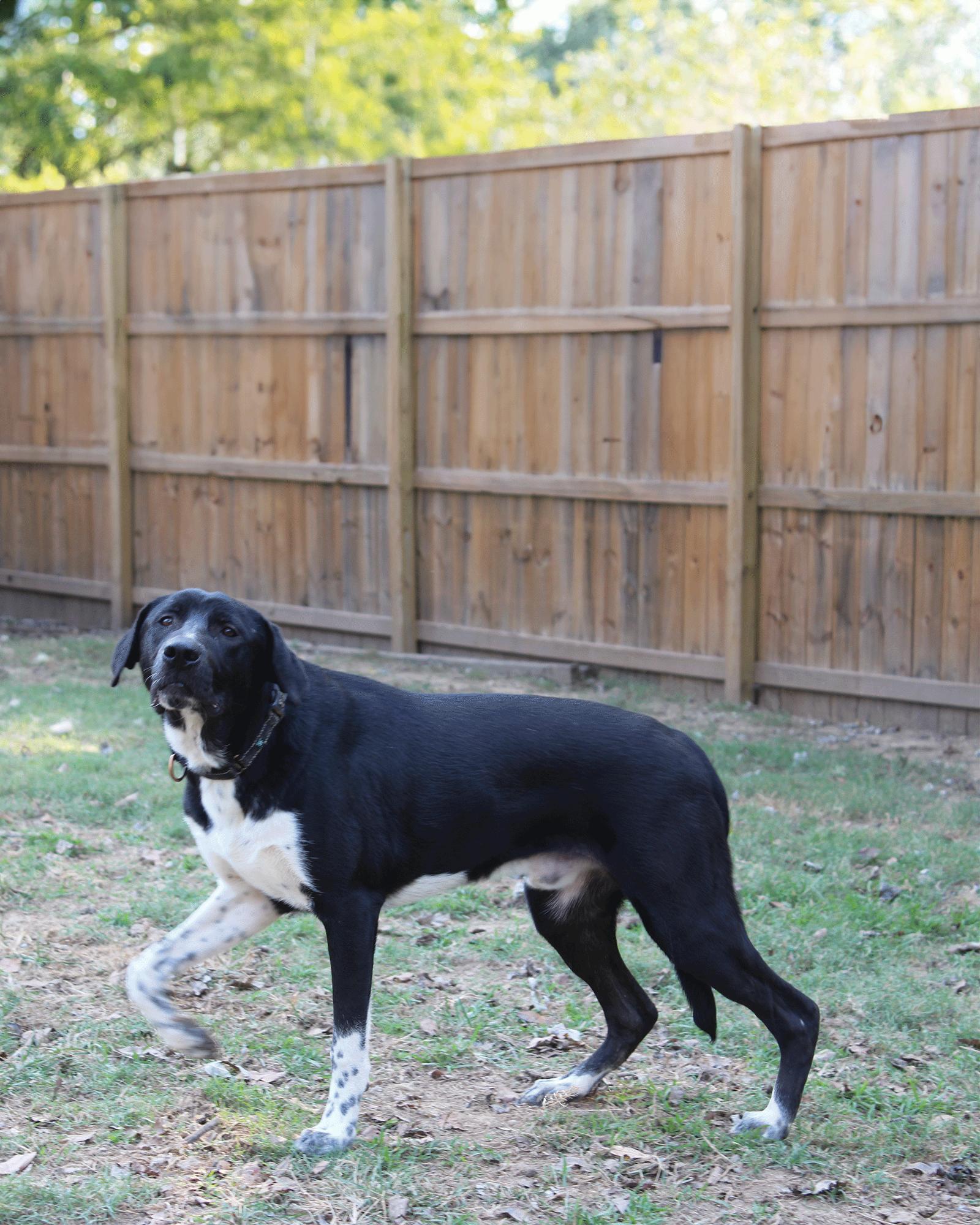 Biggie, a Adoptable mixed breed in Munford, TN image 2/3