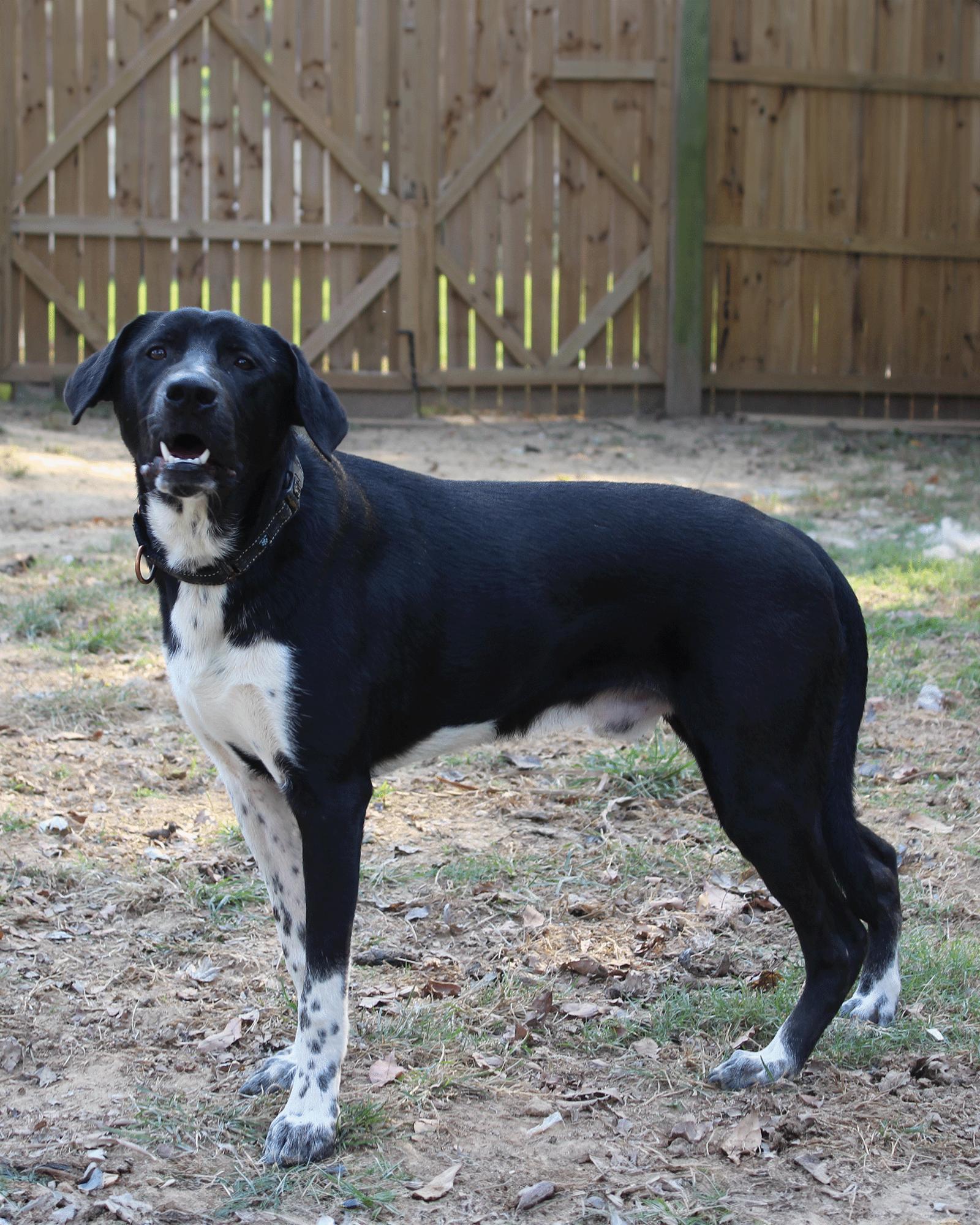 Biggie, a Adoptable mixed breed in Munford, TN image 3/3