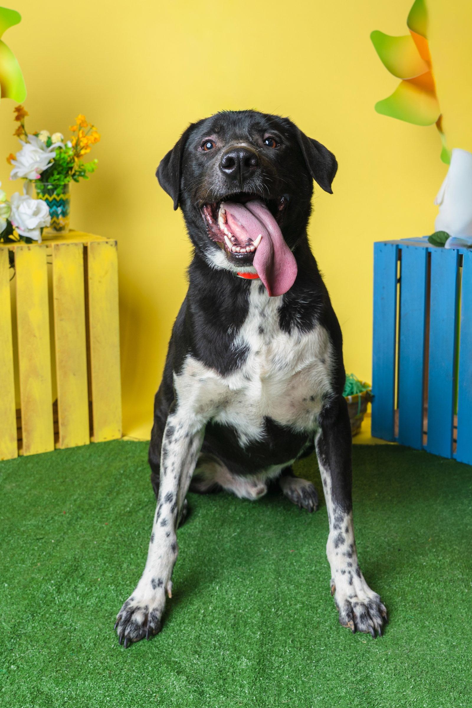 Enlarge Biggie, a Adoptable mixed breed in Munford, TN image 3/3