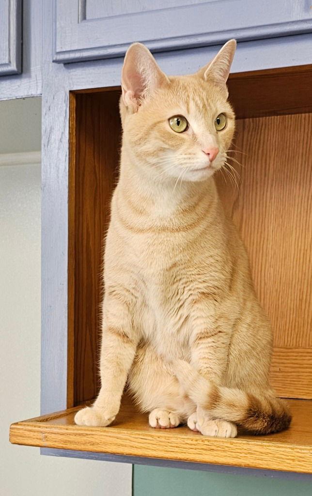 Ginger, a Adoptable Domestic Short Hair in Lovingston, VA image 1/3