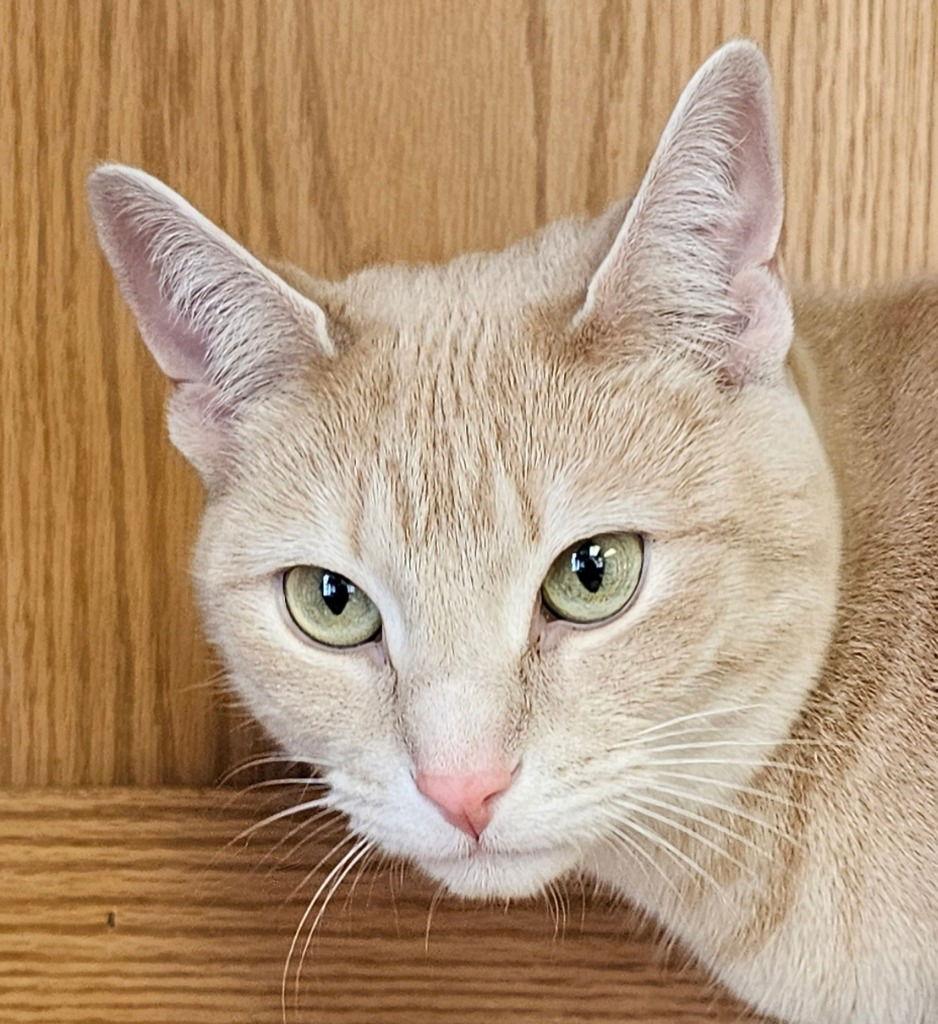 Ginger, a Adoptable Domestic Short Hair in Lovingston, VA image 2/3
