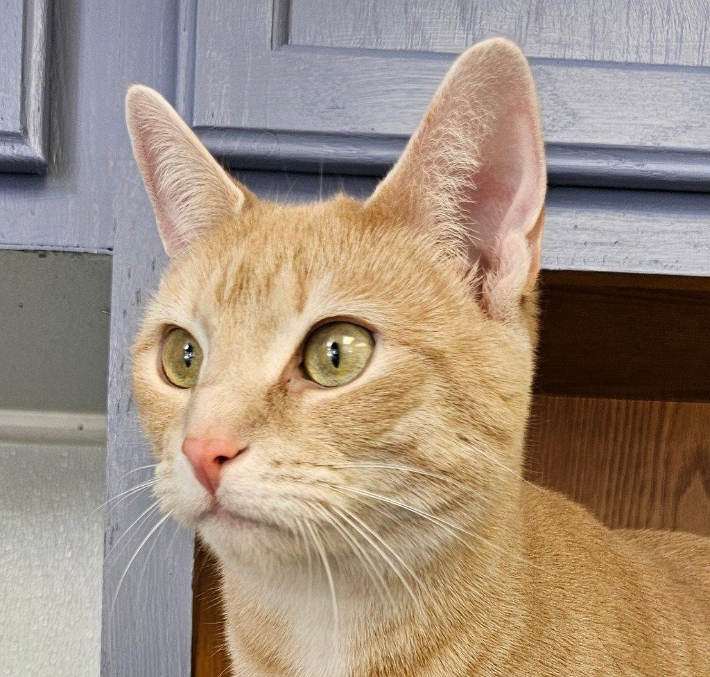 Ginger, a Adoptable Domestic Short Hair in Lovingston, VA image 3/3