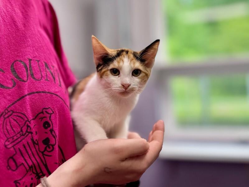 Mayer, Adoptable, Young Female Domestic Short Hair.