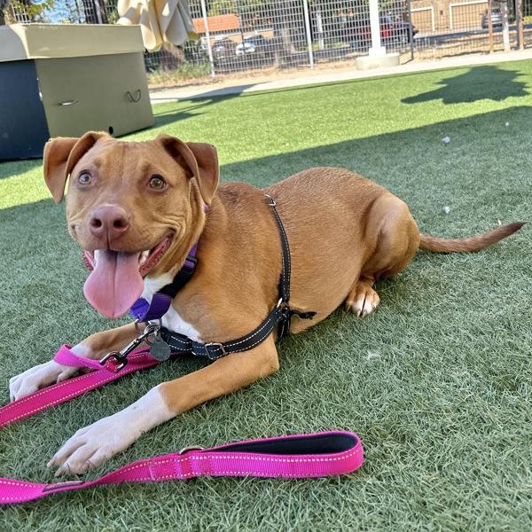 Gigi, Adoptable, Young Female American Staffordshire Terrier.