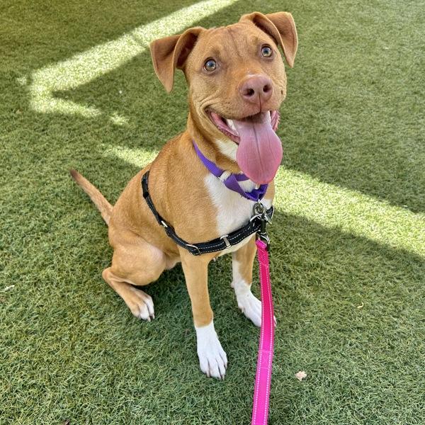 Enlarge Gigi, a Adoptable mixed breed in Walnut Creek, CA image 2/6