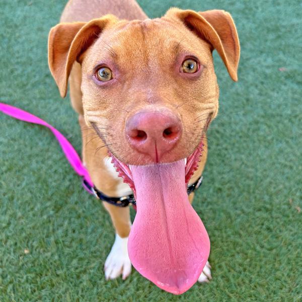 Enlarge Gigi, a Adoptable mixed breed in Walnut Creek, CA image 3/6