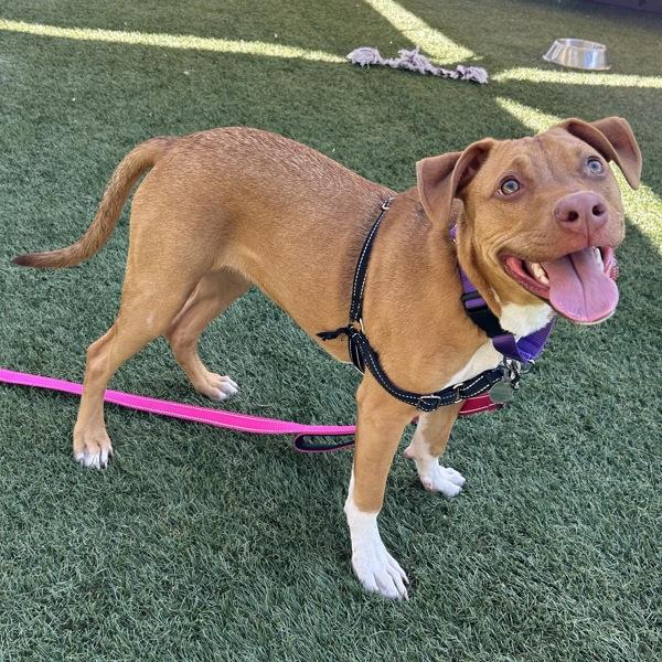 Enlarge Gigi, a Adoptable mixed breed in Walnut Creek, CA image 5/6