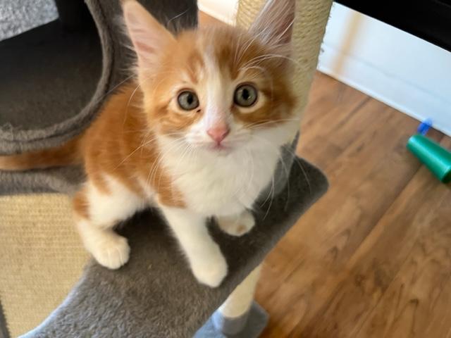 Buttercup, Baby Female unknown