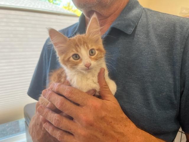 Buttercup my Baby!, an adoptable Domestic Long Hair in Eagle Point, OR, 97524 | Photo Image 2
