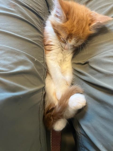 Buttercup my Baby!, an adoptable Domestic Long Hair in Eagle Point, OR, 97524 | Photo Image 5