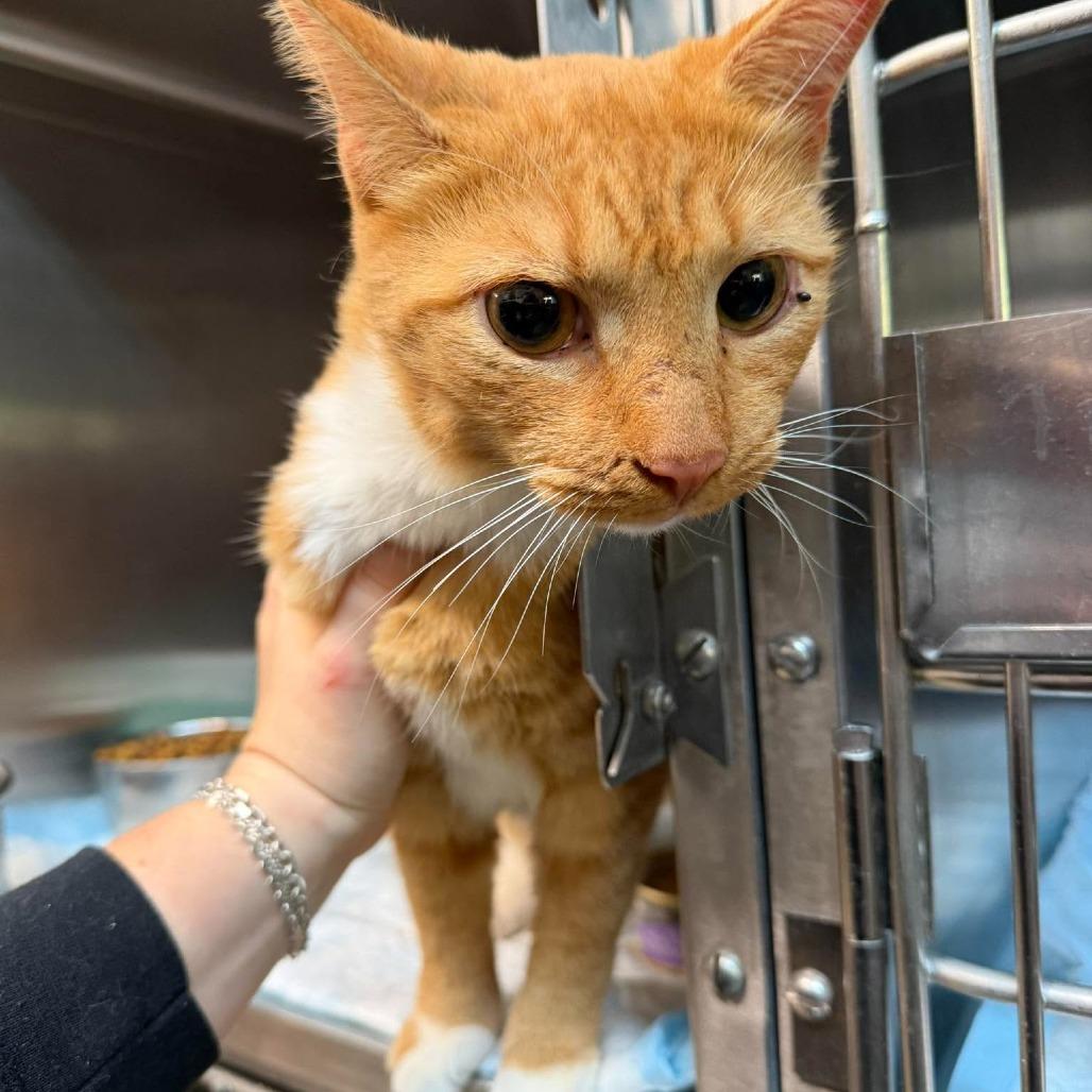 Enlarge Saturn, a Adoptable Domestic Short Hair in Shinnston, WV image 1/1