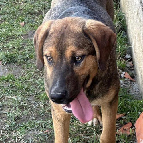 Lucky, Adoptable, Young Male Mixed Breed.