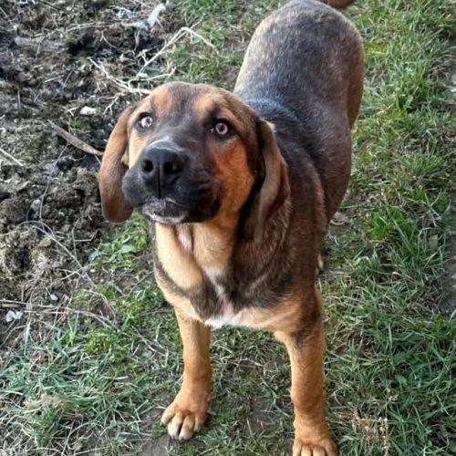 Enlarge Lucky, a Adoptable mixed breed in Verona, NJ image 2/4