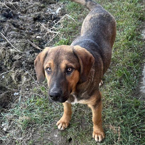 Enlarge Lucky, a Adoptable mixed breed in Verona, NJ image 3/4