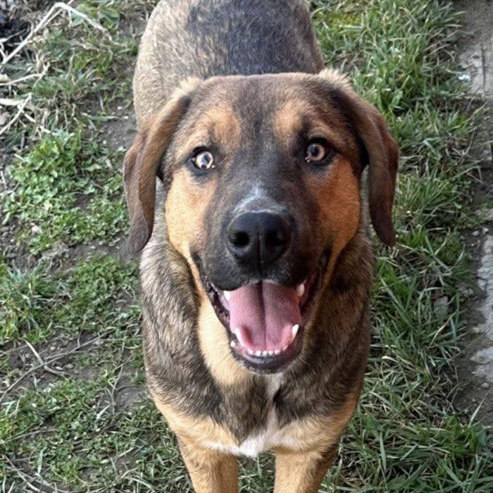 Enlarge Lucky, a Adoptable mixed breed in Verona, NJ image 4/4