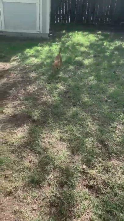 Enlarge Peaches, a Adopted mixed breed in Lockhart, TX video 4/7